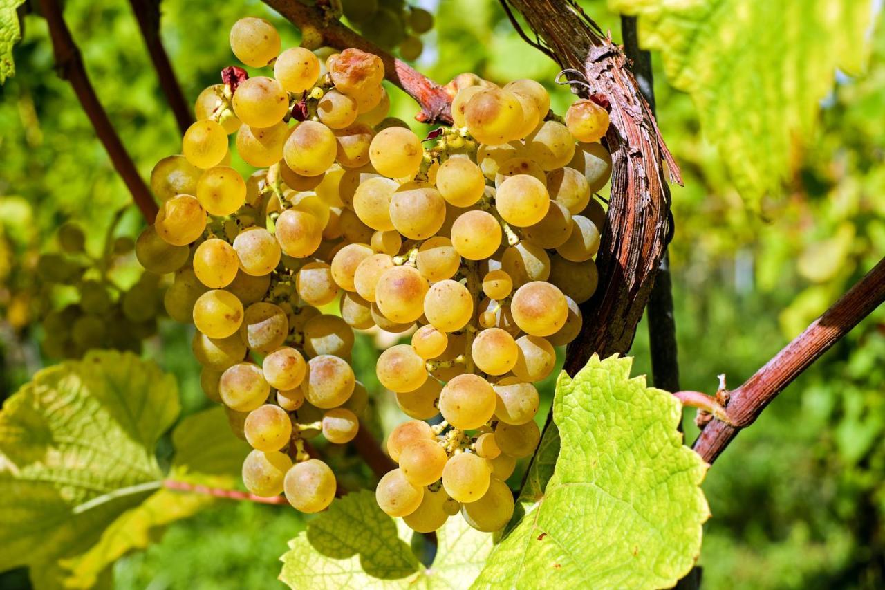 Fewo Zur Goldenen Traube Rüdesheim am Rhein Exterior foto